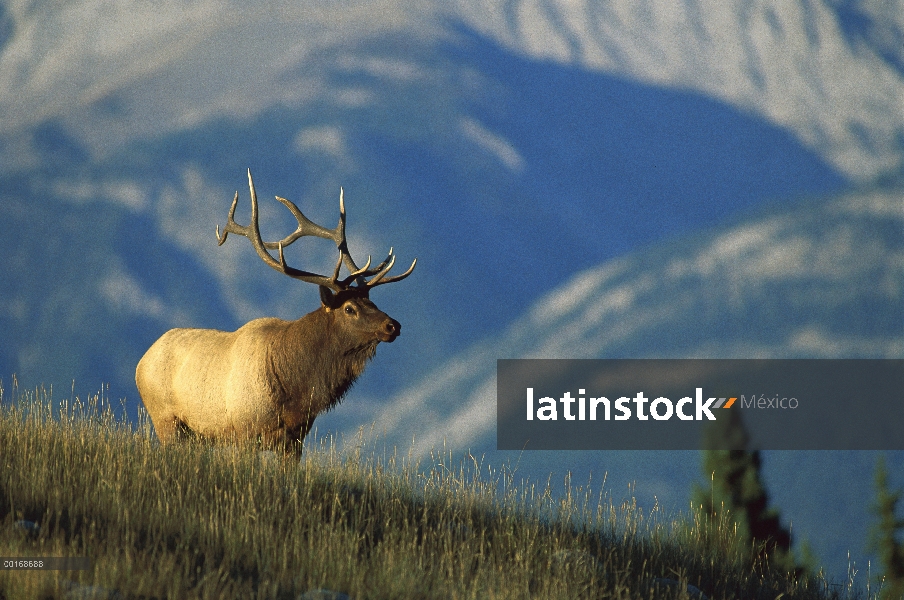 Alerta de situación de Toro Elk (Cervus elaphus) en el prado con las montañas detrás de