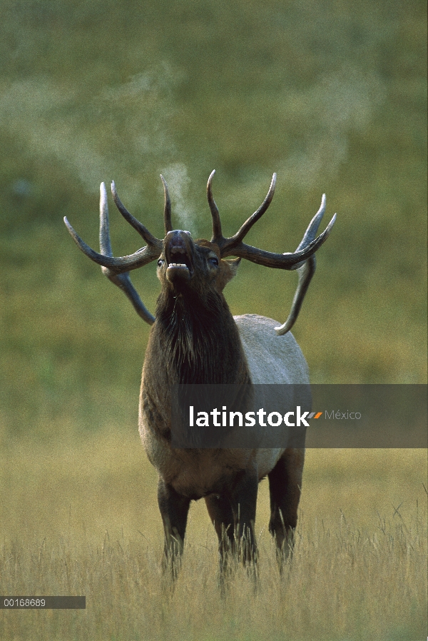 Elk (Cervus elaphus) Toro bramando