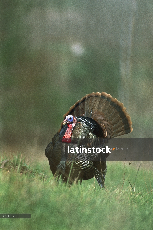 Guajolote silvestre (Meleagris gallopavo) macho adulto pavoneándose con la extensión, la cola del es