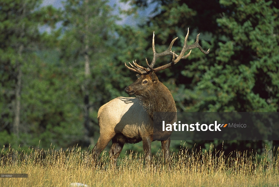 Bull alerta Elk (Cervus elaphus) en pradera en borde de bosque