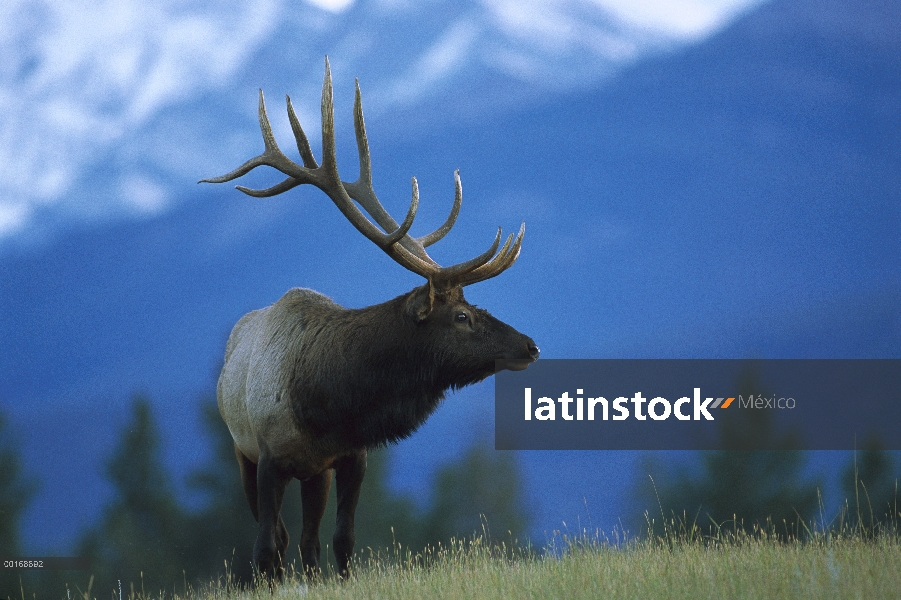 Toro grande Elk (Cervus elaphus) en Prado de la montaña