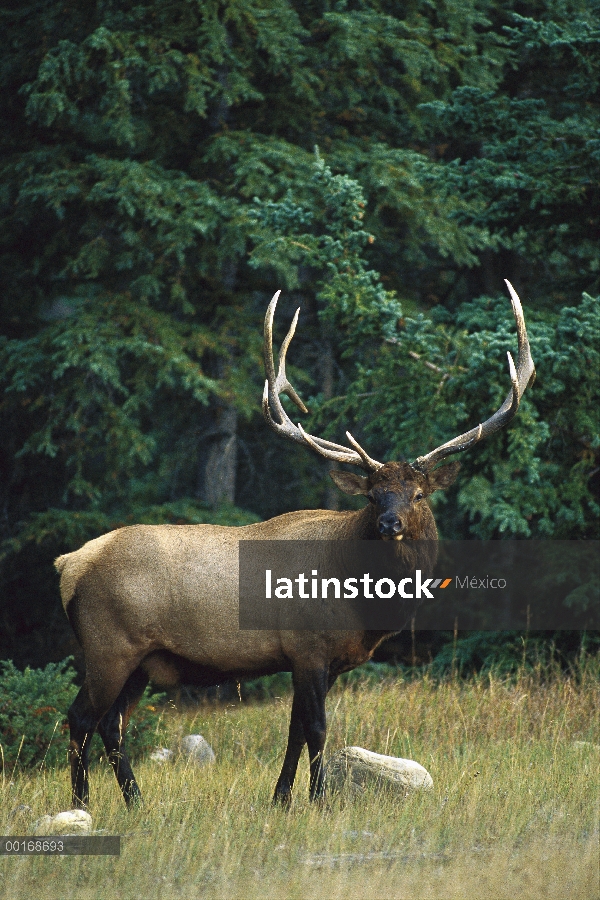 Bull alerta Elk (Cervus elaphus) en pradera en borde de bosque