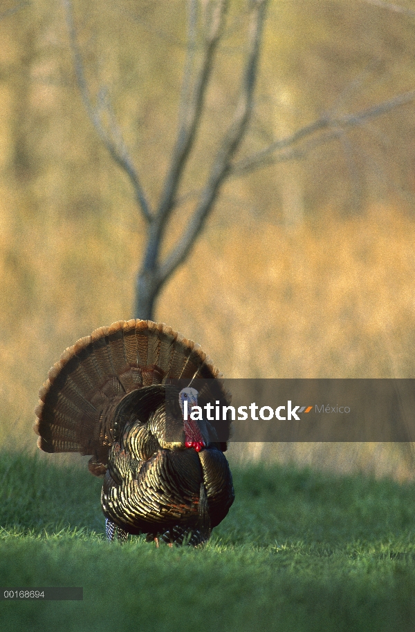 Guajolote silvestre (Meleagris gallopavo) macho adulto pavoneándose con la extensión, la cola del es