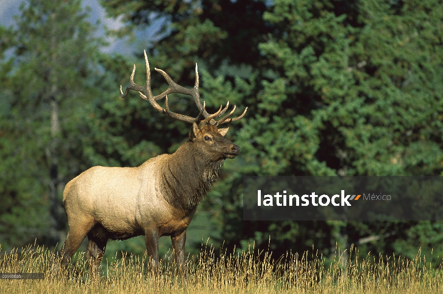 Bull alerta Elk (Cervus elaphus) en Prado de la montaña