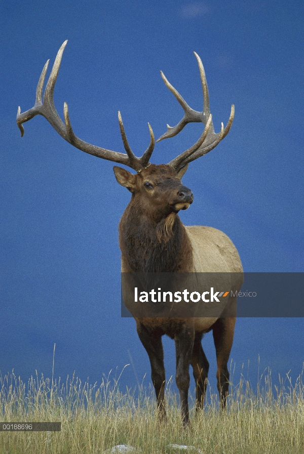 Gran macho de Elk (Cervus elaphus) retrato