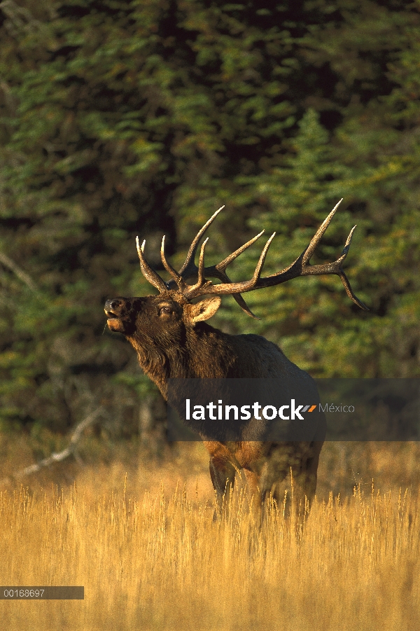 Vista lateral de Elk (Cervus elaphus) de gran macho bramando