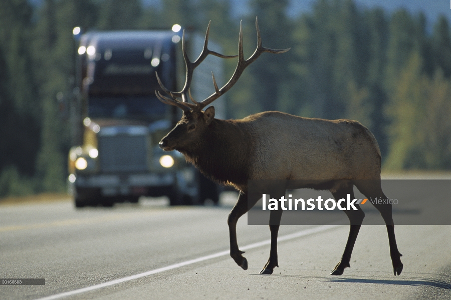 Camino de cruce de Toro Elk (Cervus elaphus) frente a camiones