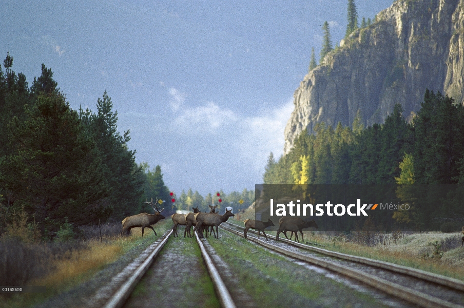 Toro grande Elk (Cervus elaphus) y harén de vacas cruzando las vías del ferrocarril en las montañas