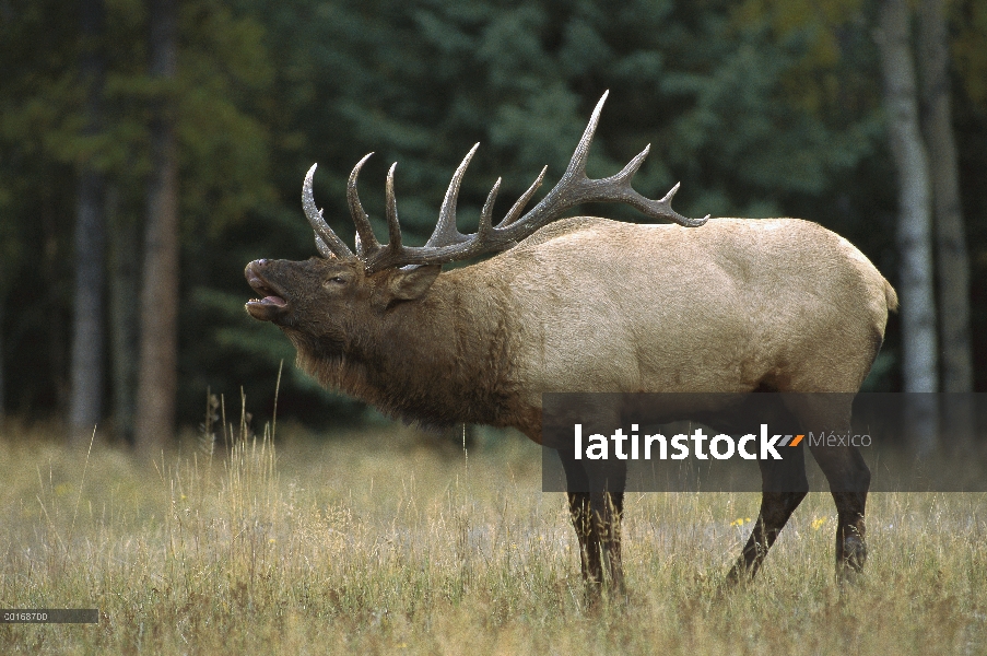 Elk (Cervus elaphus) gran Toro bramando en el claro del bosque