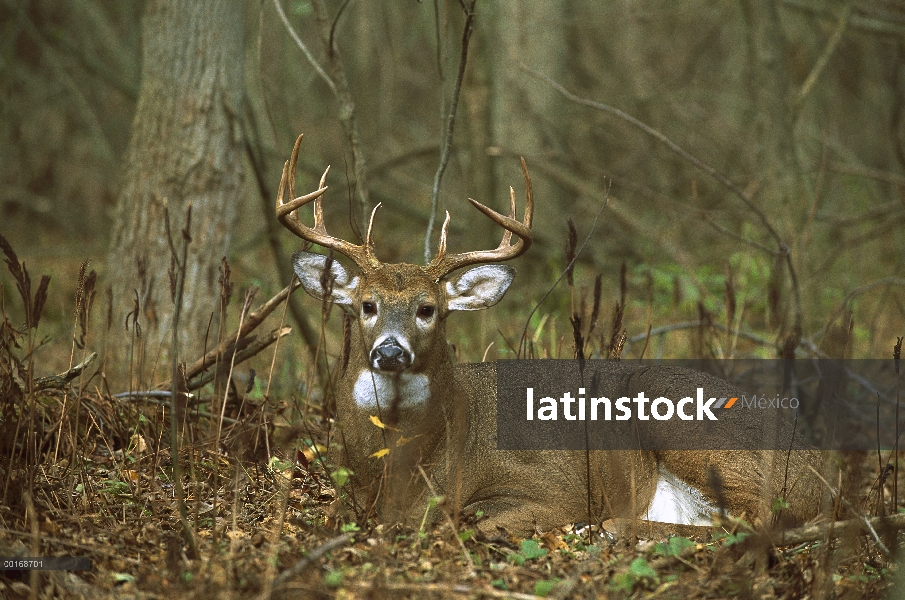 – Venado cola blanca (Odocoileus virginianus) masculino cama en el bosque de otoño