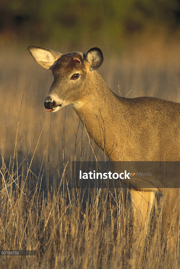 – Venado cola blanca (Odocoileus virginianus) hombre que ha caído dos astas