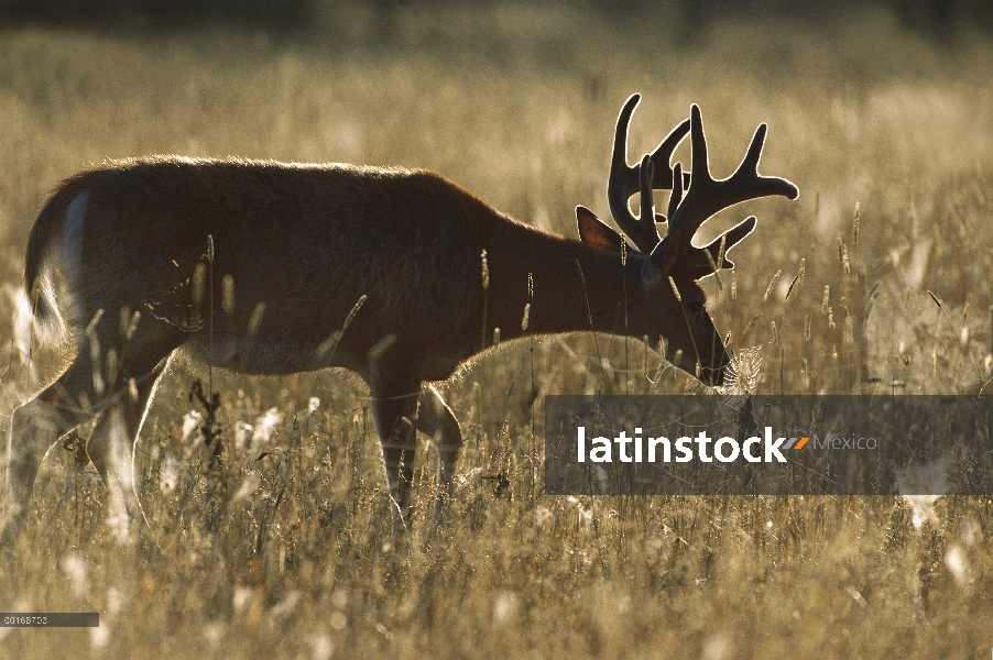 – Venado cola blanca (Odocoileus virginianus) gran buck en pradera de pastoreo al amanecer, contralu