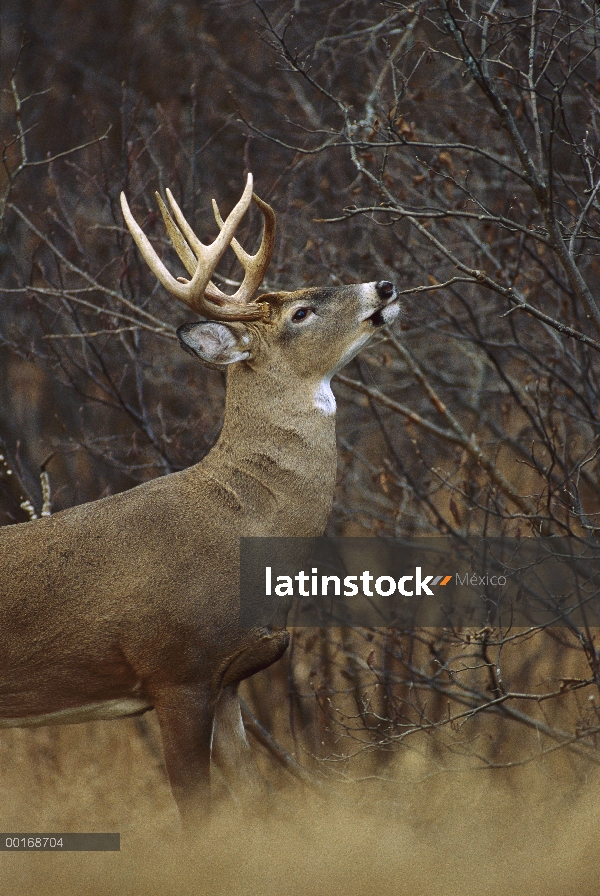 Buck de venado de cola blanca (Odocoileus virginianus) en ramas de sauce