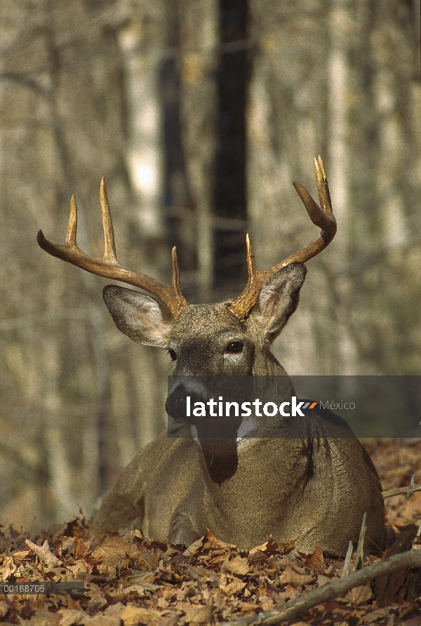 – Venado cola blanca (Odocoileus virginianus) masculino cama en el bosque de otoño