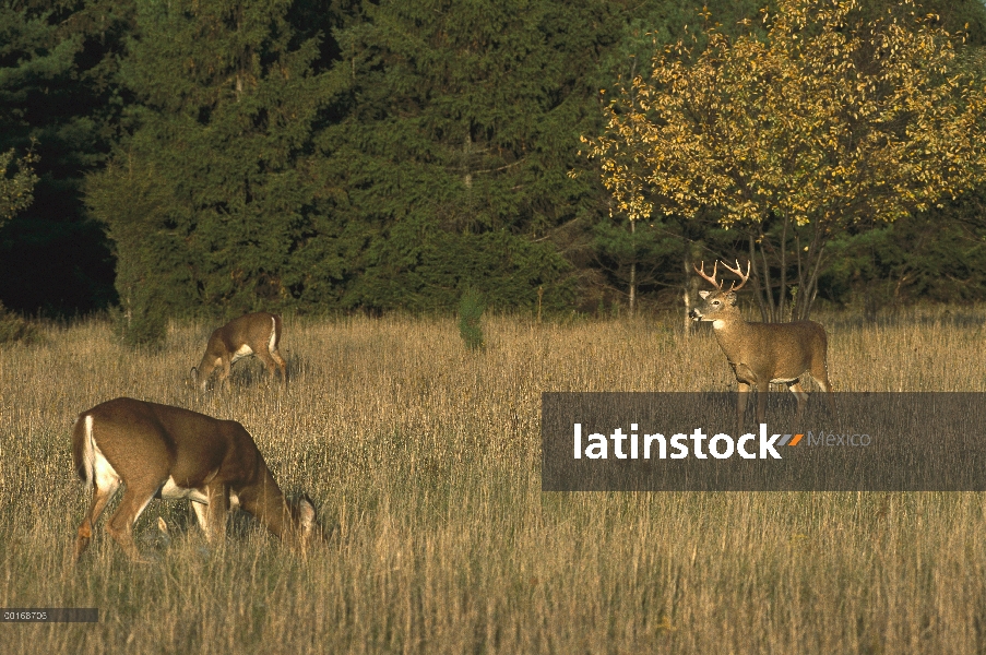 Venado de cola blanca (Odocoileus virginianus) buck vigilando hace en Prado