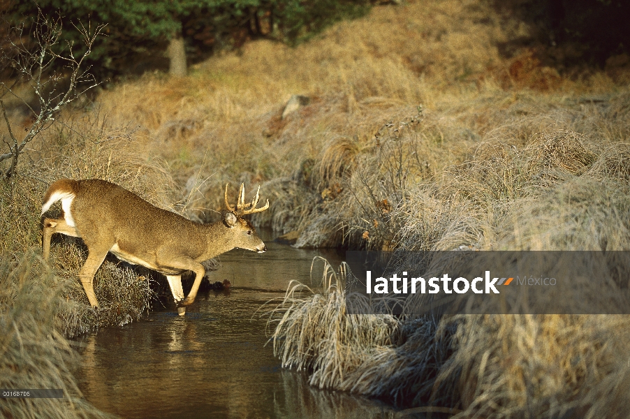 (Odocoileus virginianus) del venado cola blanca diez corriente del cruce buck punto, caída