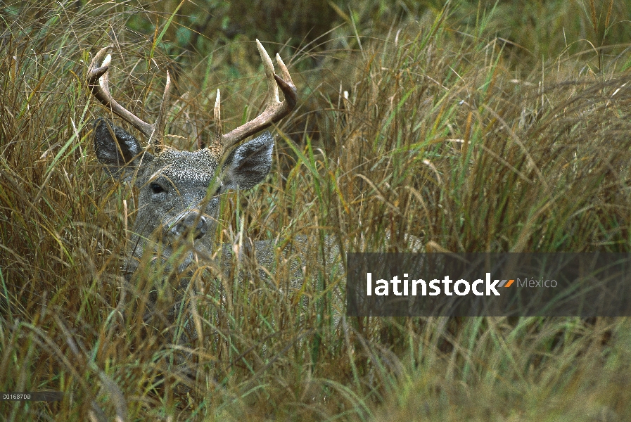 – Venado cola blanca (Odocoileus virginianus) masculino cama en Prado a través de hierba alta