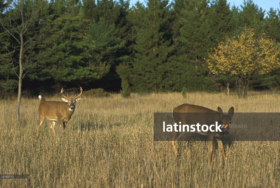 Venado de cola blanca (Odocoileus virginianus) buck vigilando doe en Prado