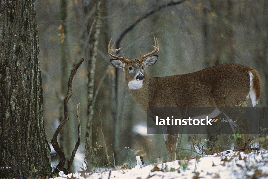 Buck de punto ocho venado cola blanca (Odocoileus virginianus) en el bosque de invierno