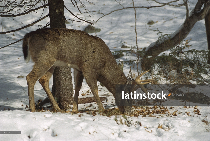 Buck de venado de cola blanca (Odocoileus virginianus) alimentándose de tuercas de la haya caído