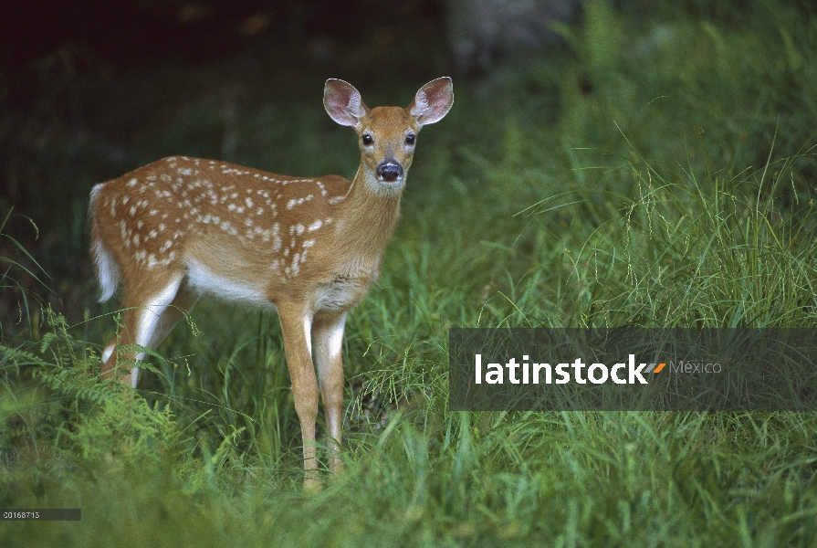 Venado de cola blanca (Odocoileus virginianus) visto alerta permanente leonado en borde de bosque