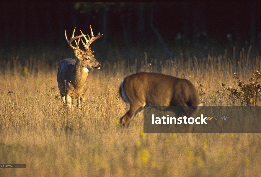 Venado de cola blanca (Odocoileus virginianus) buck vigilando doe en Prado