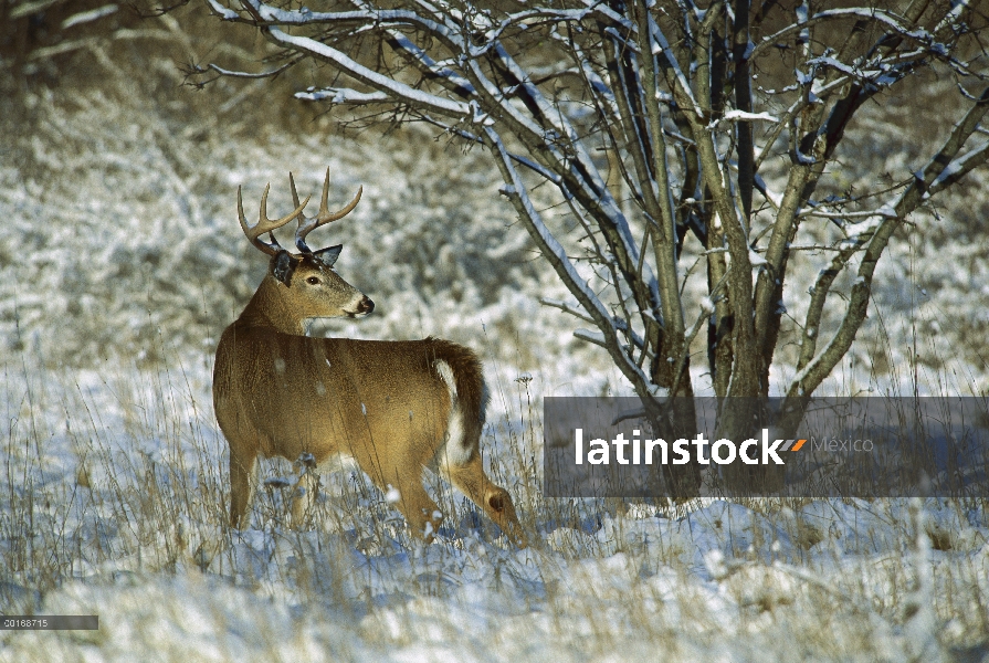 Venado de cola blanca (Odocoileus virginianus) buck alerta en el Nevado Prado