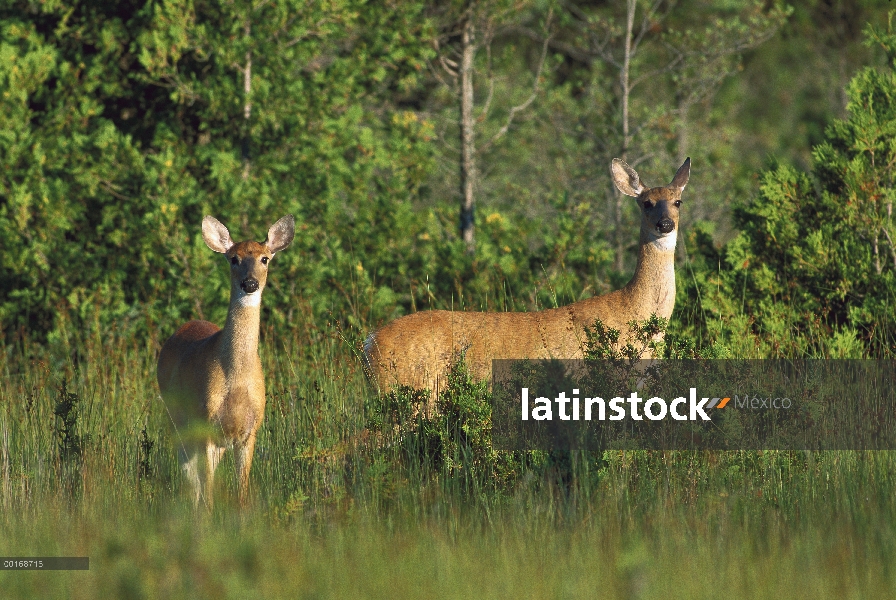 – Venado cola blanca (Odocoileus virginianus) alerta dos, verano