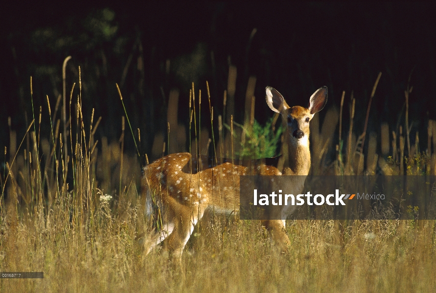 Venado de cola blanca (Odocoileus virginianus) visto alerta permanente leonado en borde de bosque