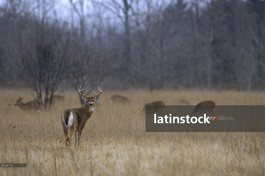 Venado de cola blanca (Odocoileus virginianus) diez punto buck en Prado con pastoreo hace