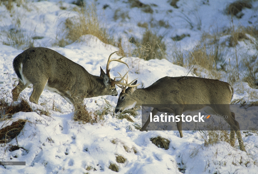 Venado de cola blanca (Odocoileus virginianus) dos bucks sparring, el invierno temprano