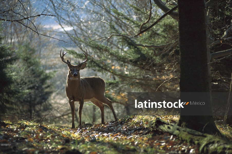 Venado de cola blanca (Odocoileus virginianus) diez punto buck retroiluminado en bosque