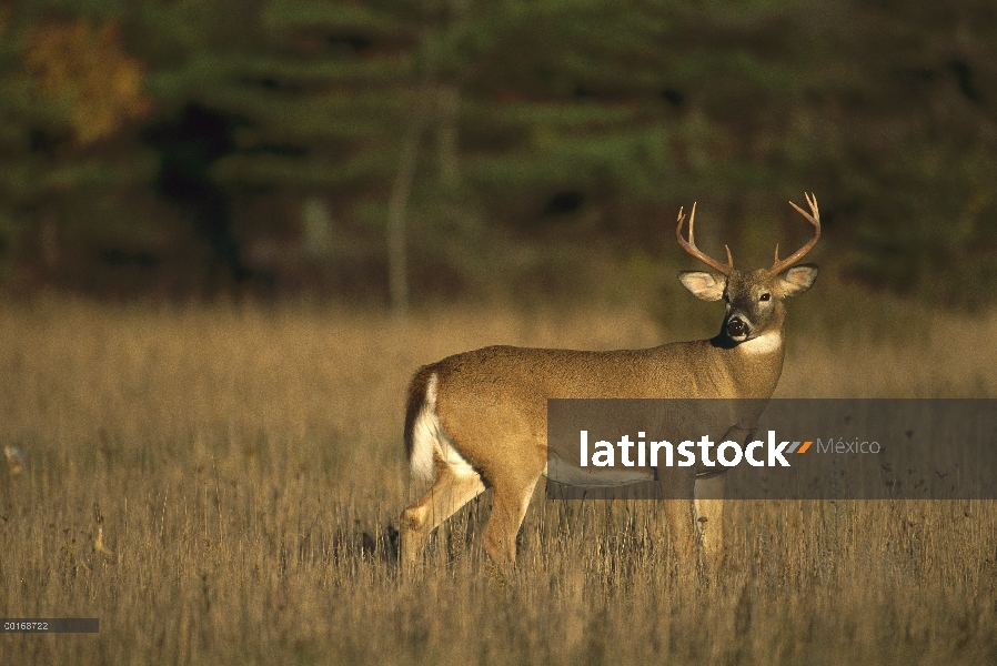 Venado de cola blanca (Odocoileus virginianus) alerta ocho punto buck en campo