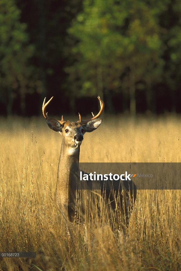 Alerta de pie de venado de cola blanca (Odocoileus virginianus) ocho punto buck en pasto