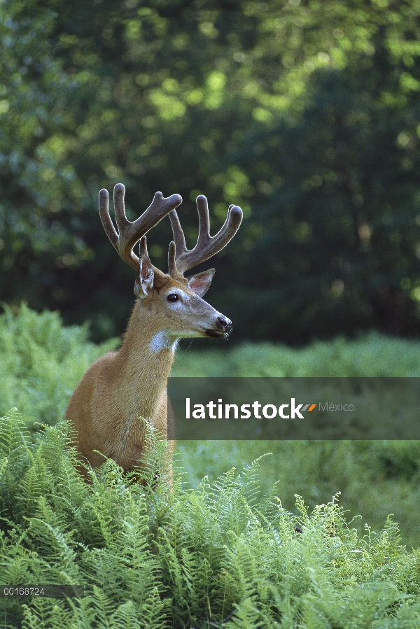 Venado de cola blanca (Odocoileus virginianus) diez punto buck en pie de terciopelo entre helechos