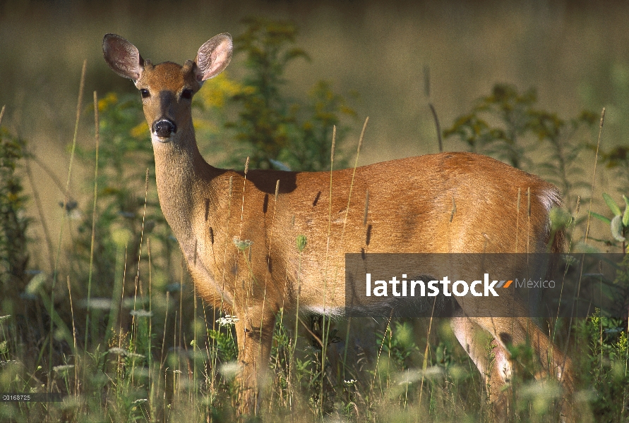 Retrato hombre joven venado de cola blanca (Odocoileus virginianus) América del norte