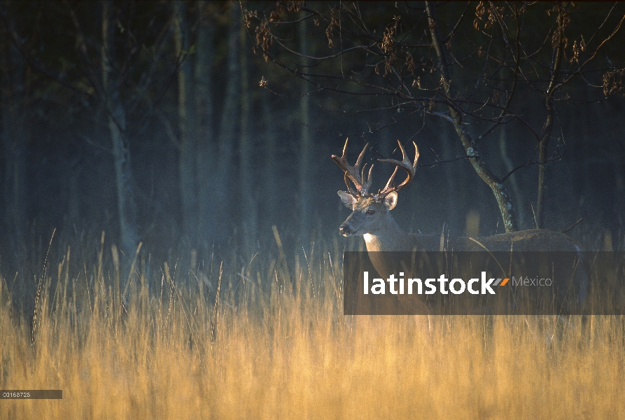 Venado de cola blanca (Odocoileus virginianus) punto diez grandes buck en campo de niebla al amanece