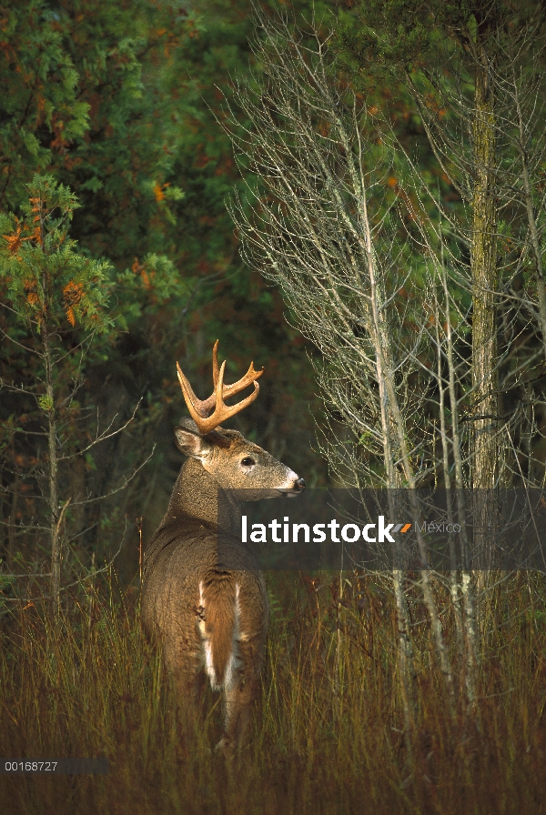 Buck de venado de cola blanca (Odocoileus virginianus) en bosque de cedros, mirando hacia atrás sobr