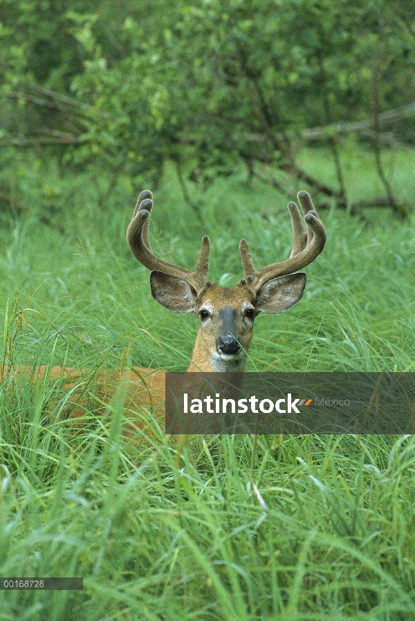 Venado de cola blanca (Odocoileus virginianus) diez punto buck en terciopelo, en el pasto verde