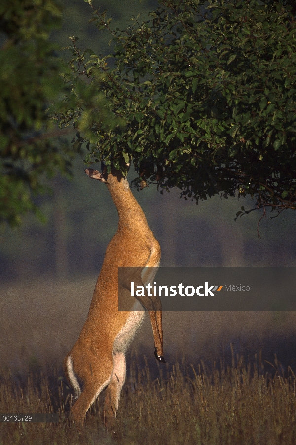 Pie de venado de cola blanca (Odocoileus virginianus) doe sobre patas traseras alimentación en Manza