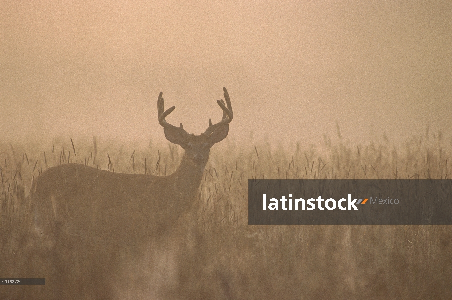 Venado de cola blanca (Odocoileus virginianus) diez punto buck en pie en el Prado en la niebla de ve