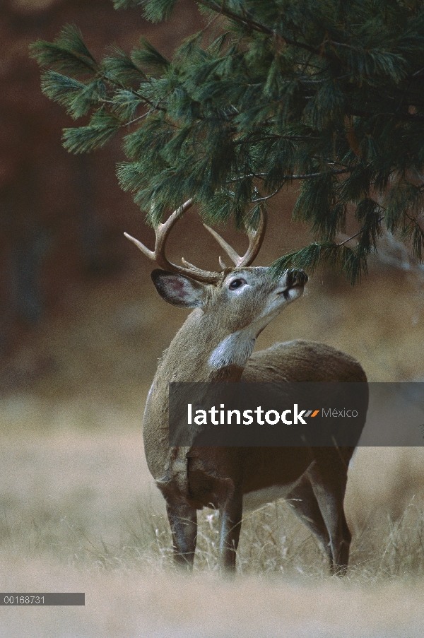 Buck de venado de cola blanca (Odocoileus virginianus) rastreo de rama en el borde del bosque