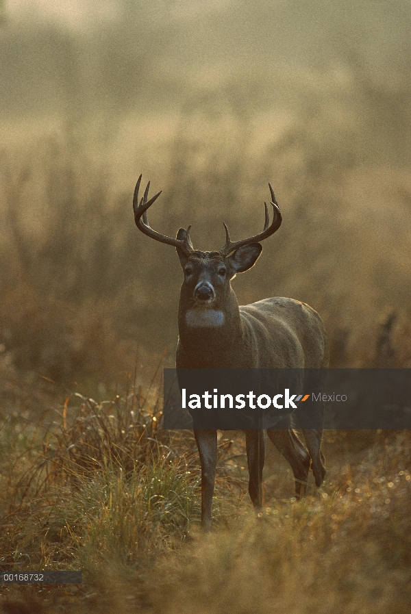 Venado de cola blanca (Odocoileus virginianus) diez punto buck en pie en el Prado en la niebla de ve