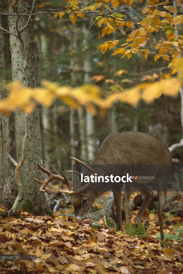 Venado de cola blanca (Odocoileus virginianus) buck grandes alimentándose de bellotas y haya frutos 