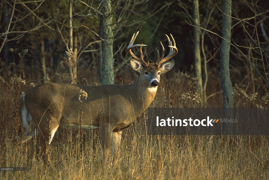 Buck de diez punto grande venado de cola blanca (Odocoileus virginianus) en el borde del bosque