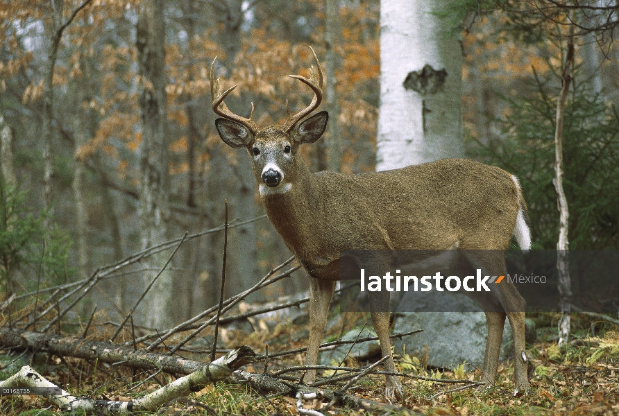 Buck de punto diez venados de cola blanca (Odocoileus virginianus) en bosque de otoño