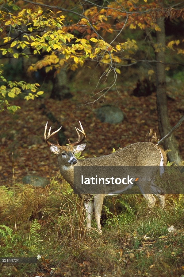 Buck de punto diez venados de cola blanca (Odocoileus virginianus) en bosque de otoño