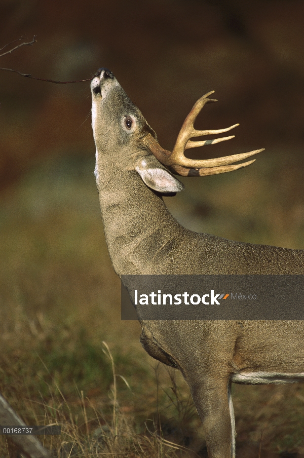 Venado de cola blanca (Odocoileus virginianus) buck ramas que huele, posiblemente para detectar arom