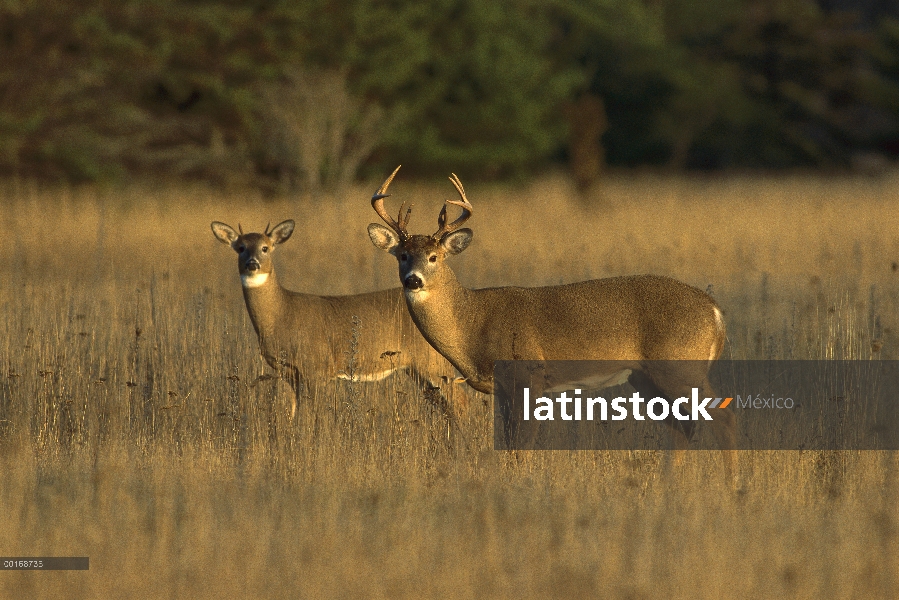 Venado de cola blanca (Odocoileus virginianus) dos años buck con buck un año pico en Prado