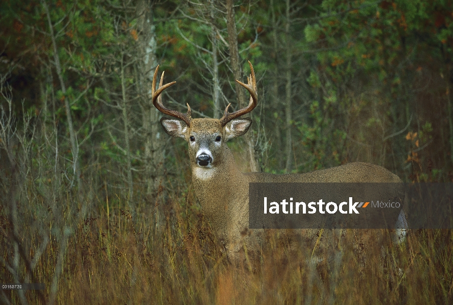 Venado de cola blanca (Odocoileus virginianus) alerta diez punto buck